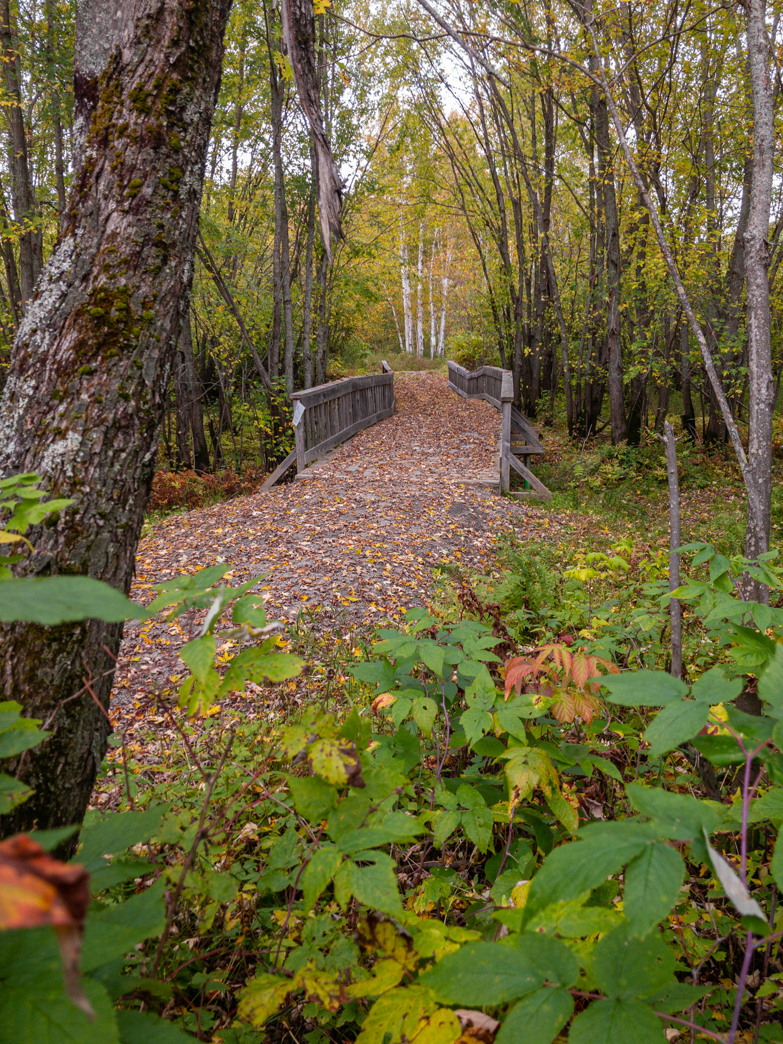 Sentier pédestre