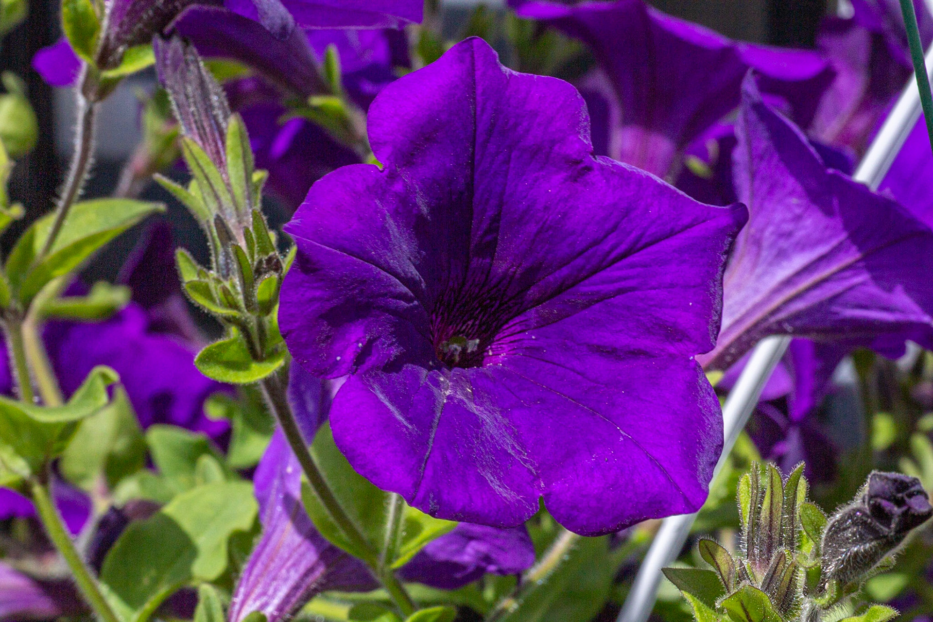 Petunia Velour Royal