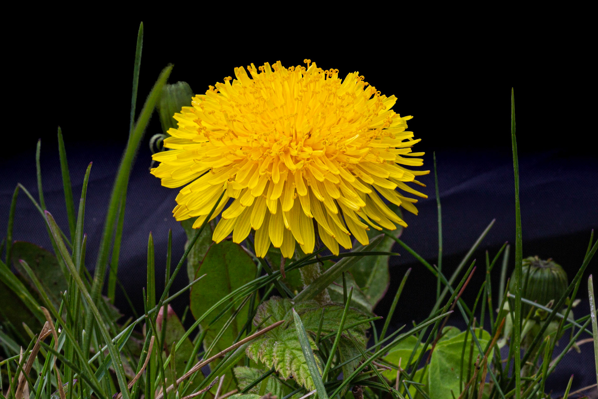 Pissenlit (Dandelion)
