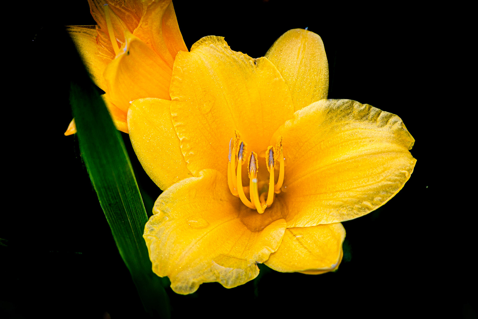 Hémérocalle (Daylily)