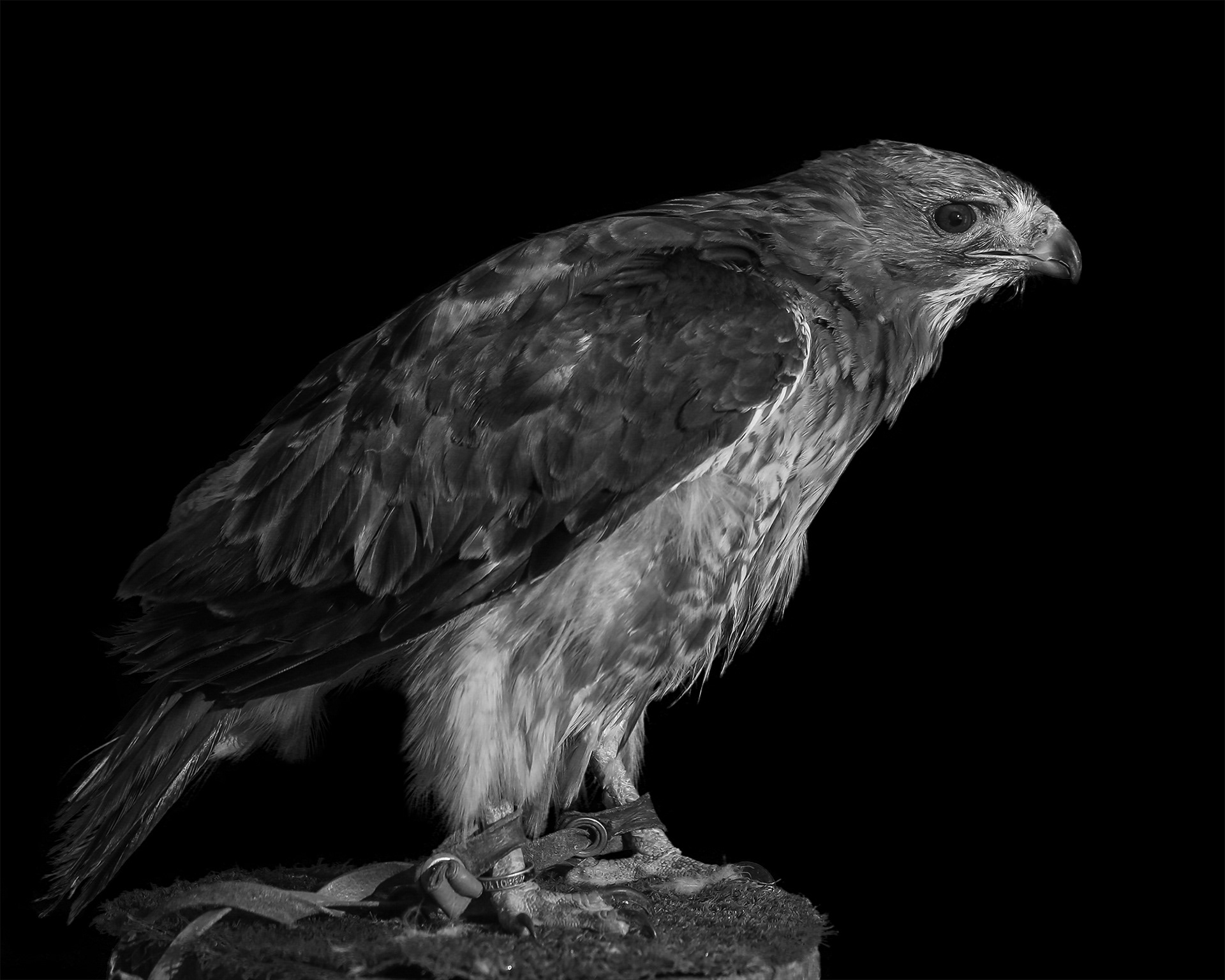 Paul GlassPhotography Birds of Prey