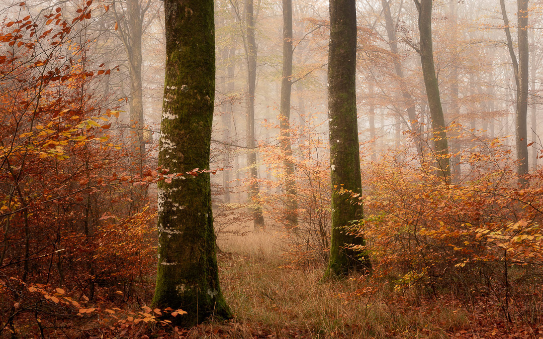 Hald Egeskov #7