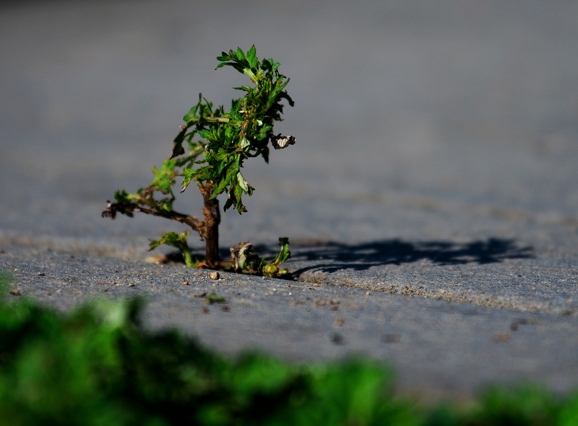 Erika Klosinski, Growth, Photography, St Joseph Academy, Educator: Peter Nezovich, Grade 12, Gold Key