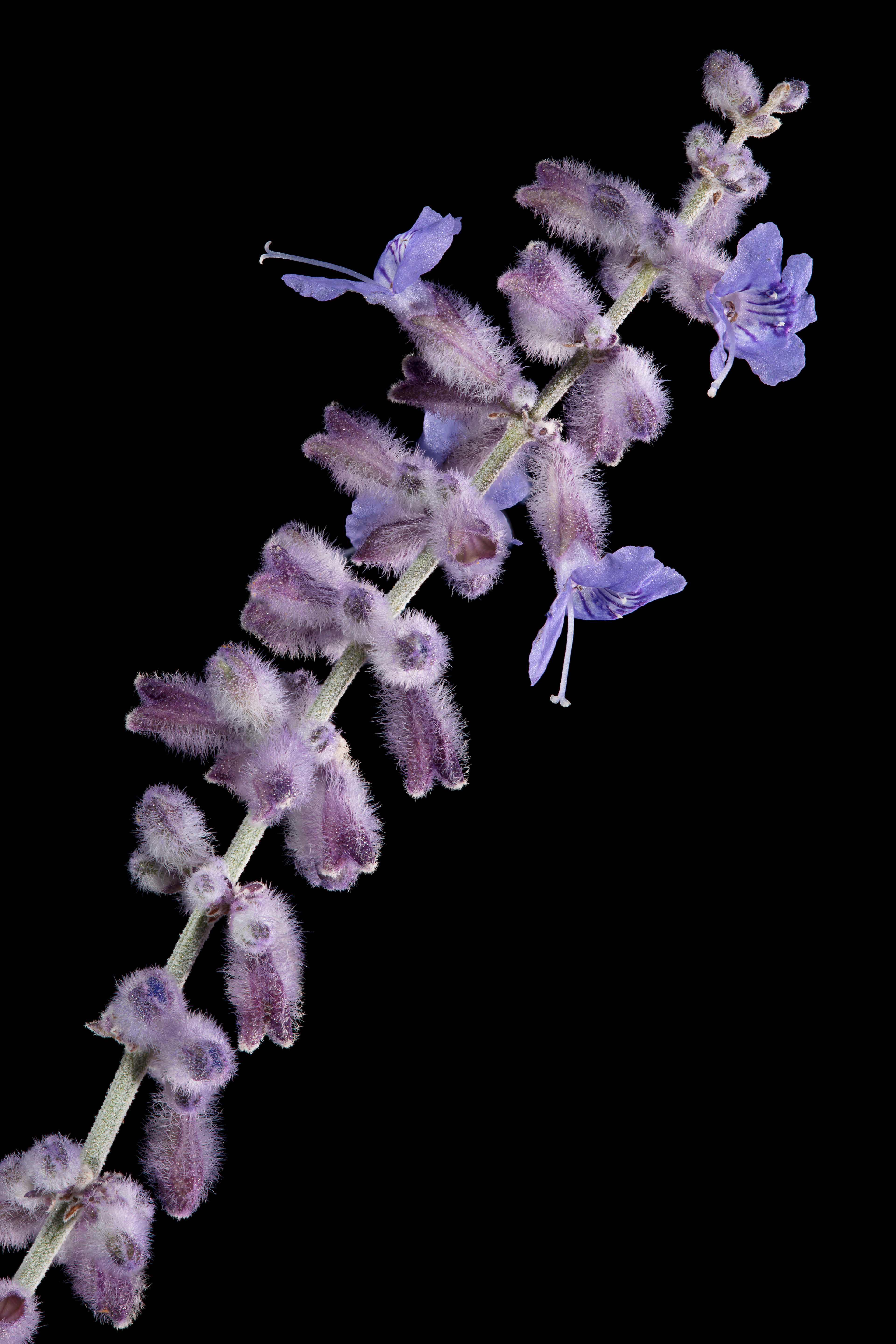 Flora 153034