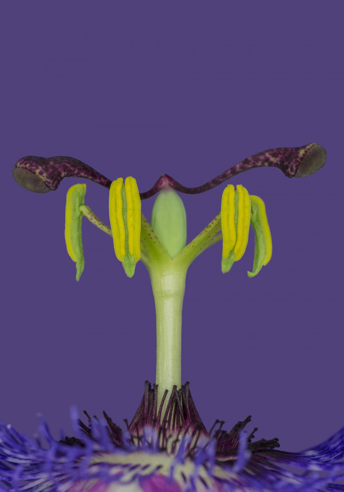 Passiflora - Passionsblume - 37,3:1