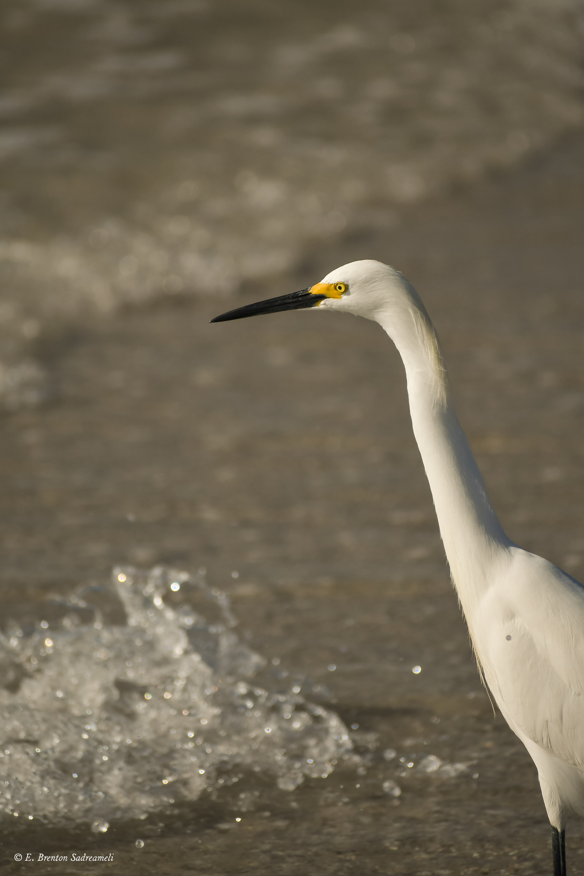 Snowy Egret