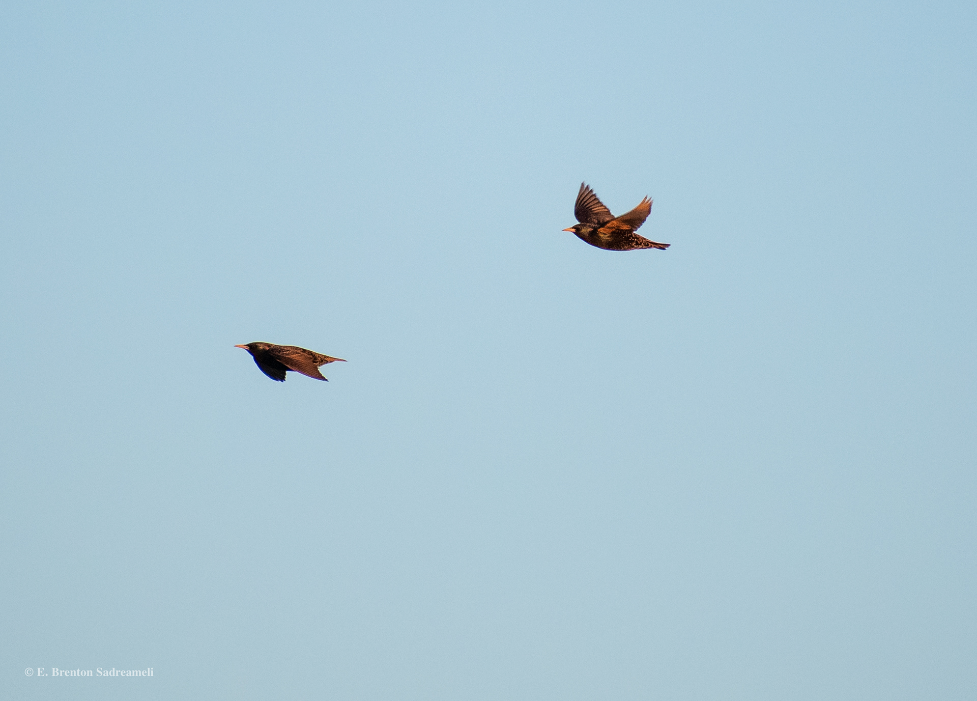 A Pair of Starlings