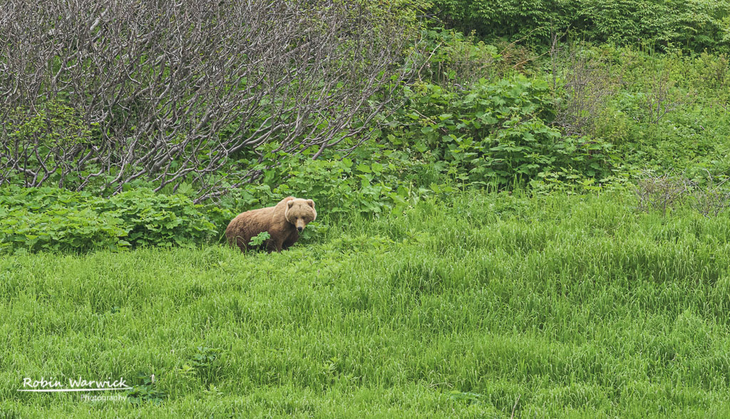 Kamchatke Brown Bear