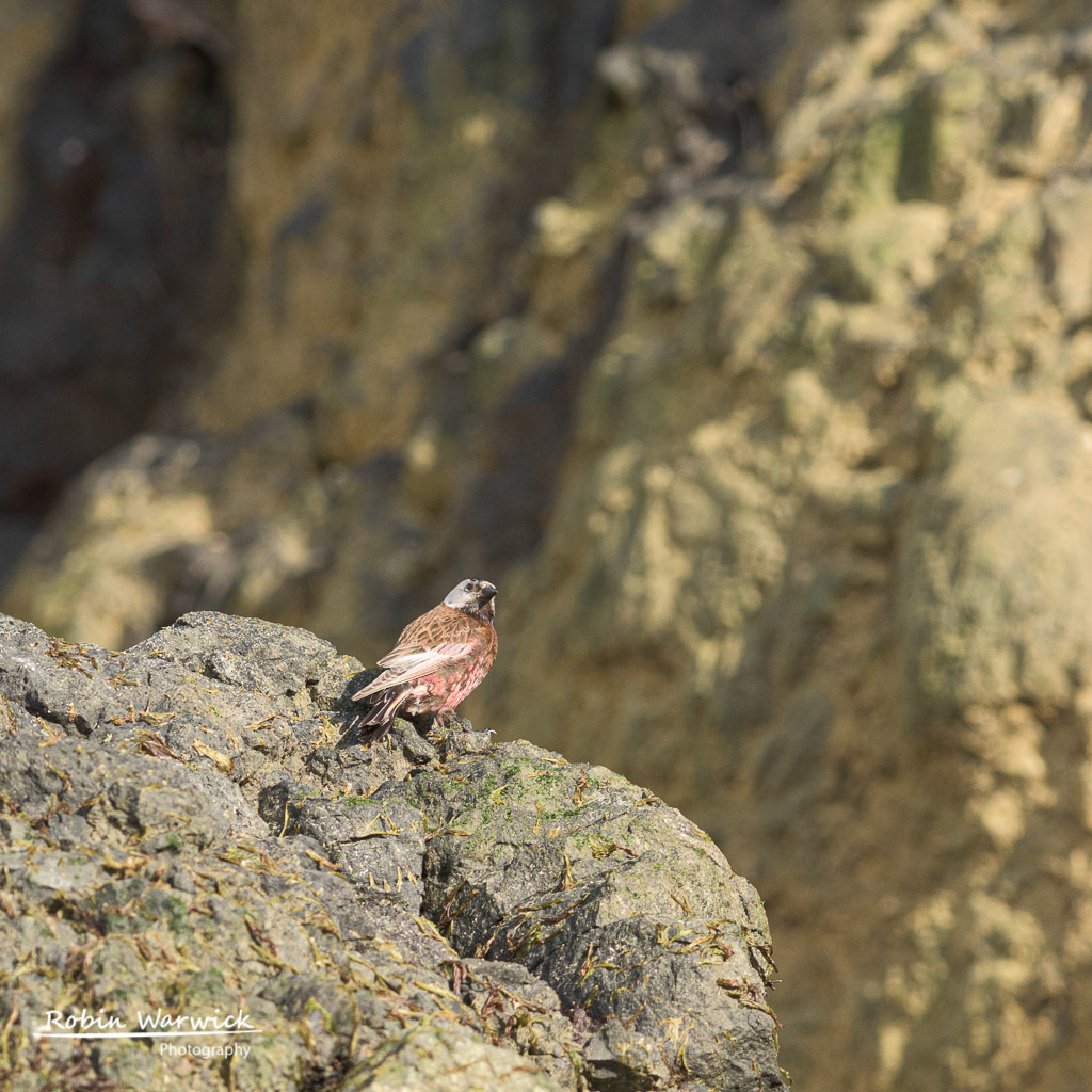 Gray-Crowned Rosy-Finch
