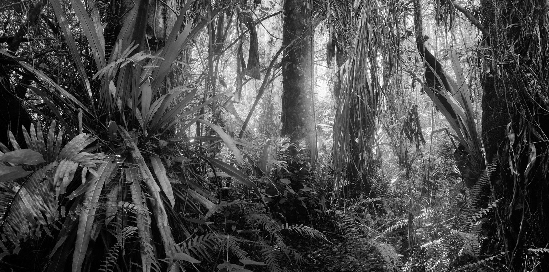 Fakahatchee Strand Preserve State Park, FL