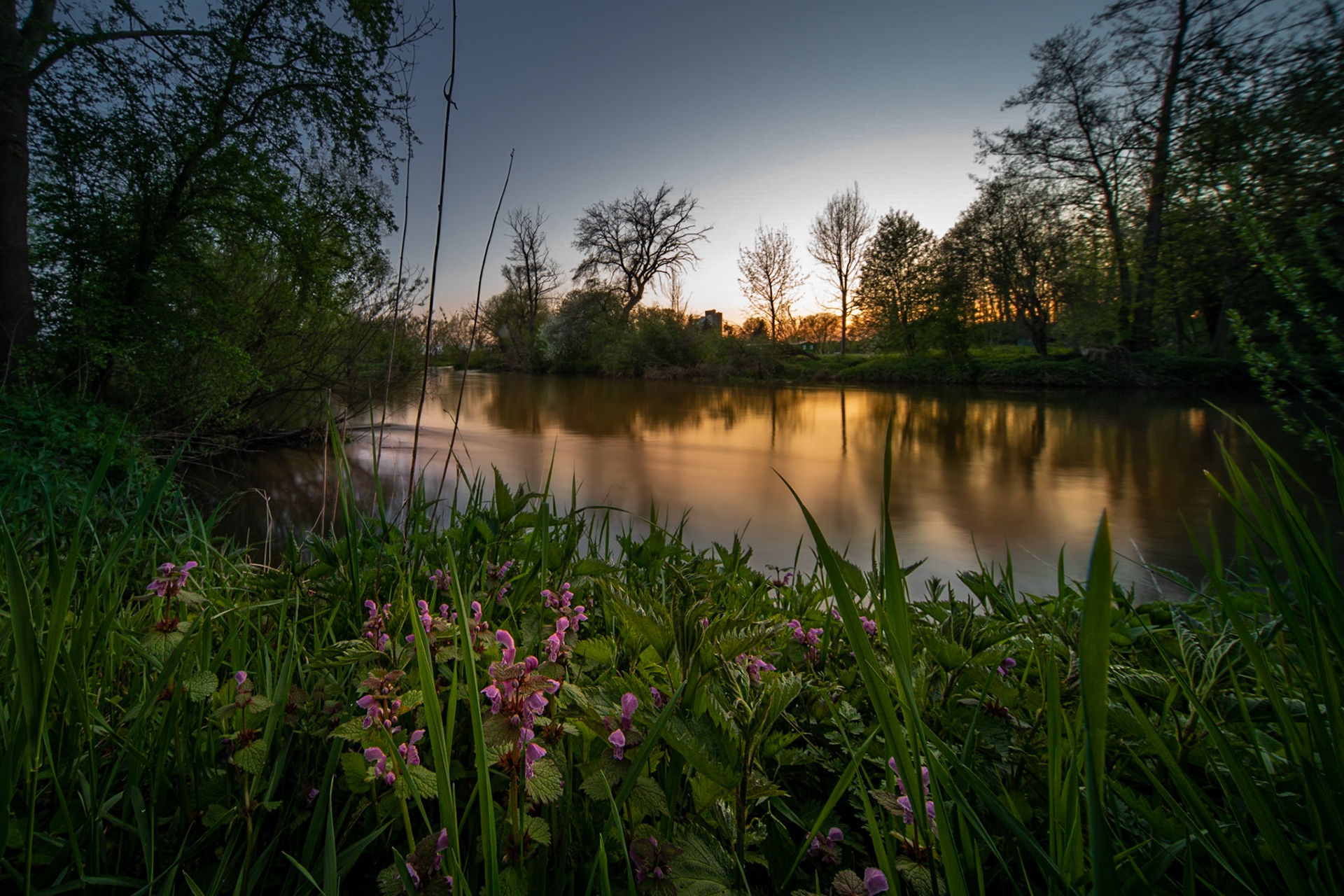Deadnettles on the banks of the Regnitz