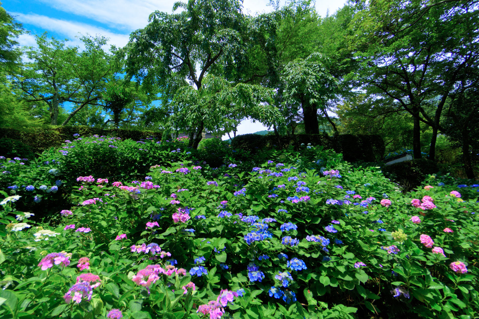 阿弥陀寺 紫陽花1