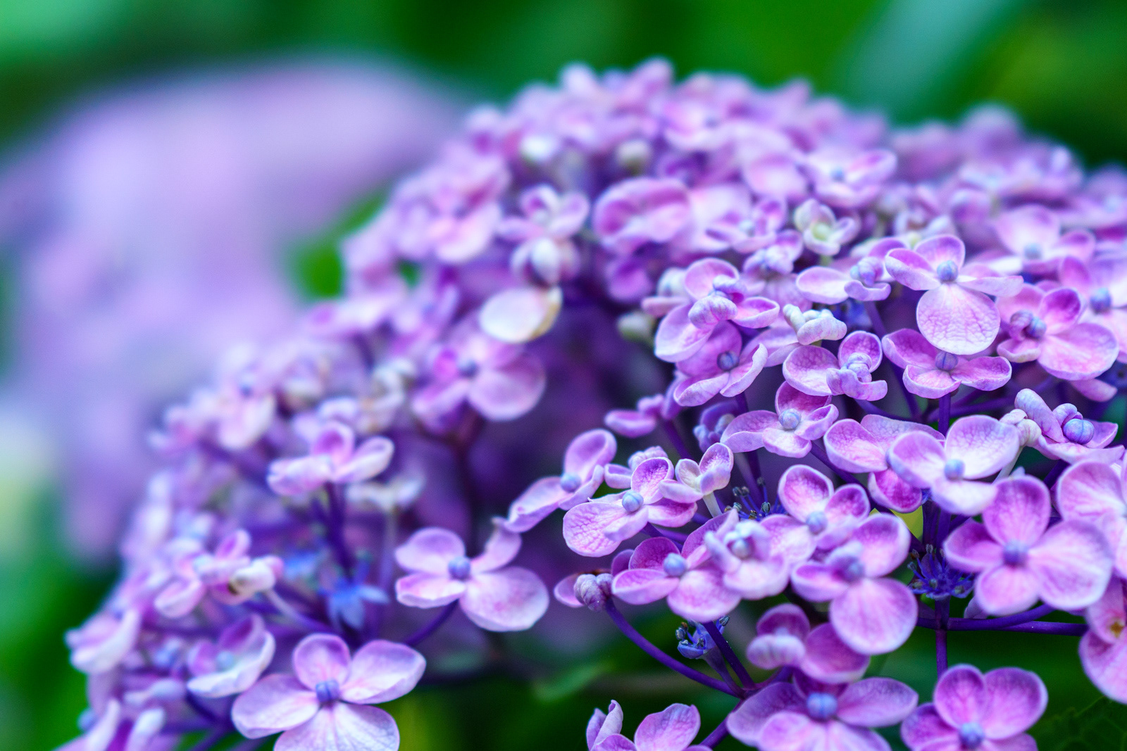 阿弥陀寺 紫陽花4