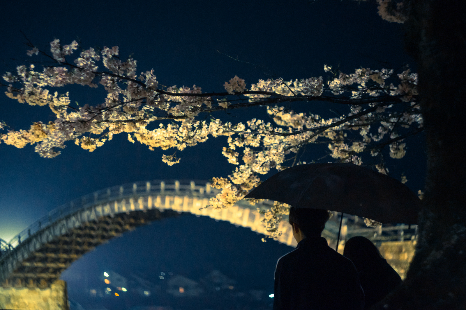 錦帯橋 夜桜