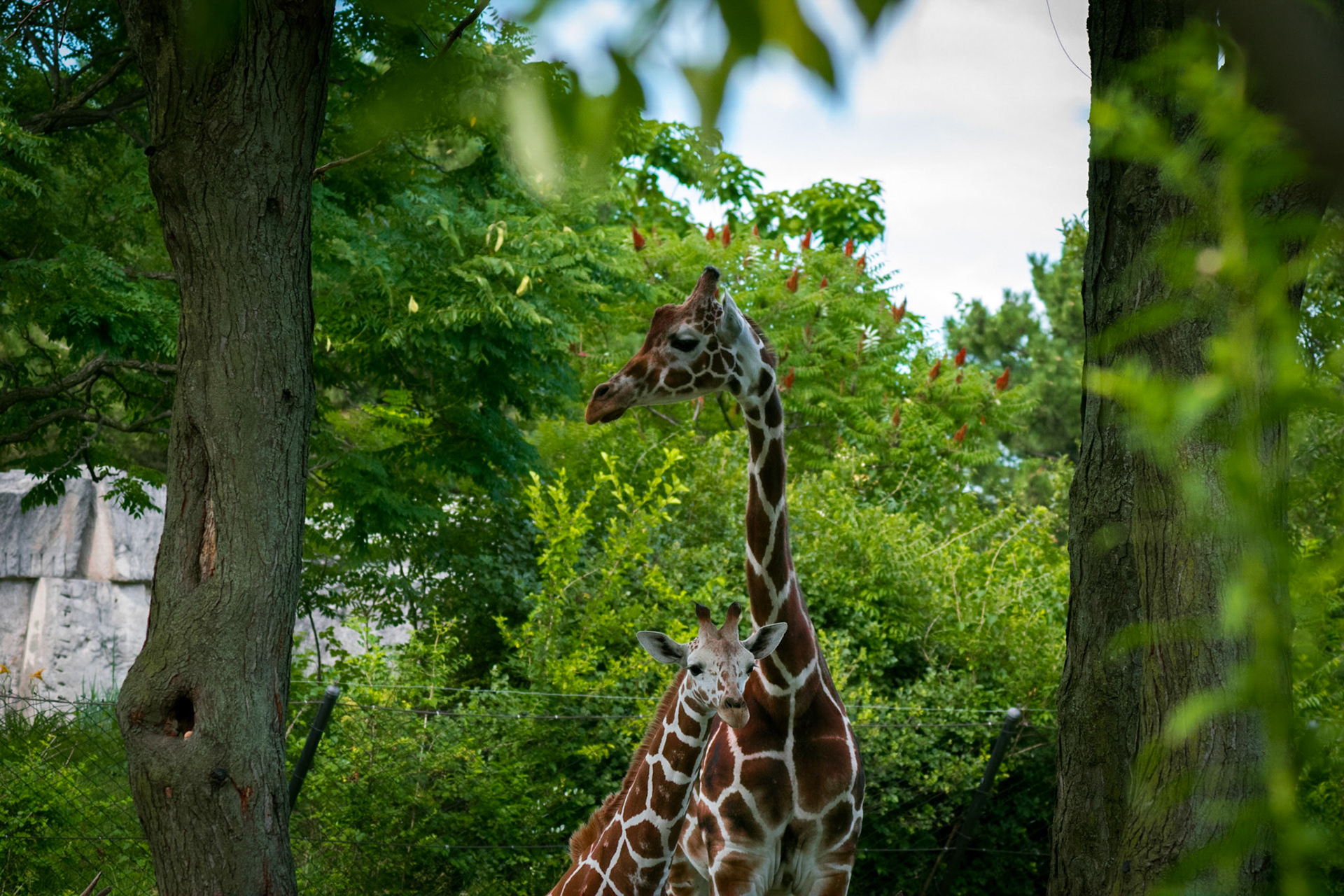 Giraffe Duo