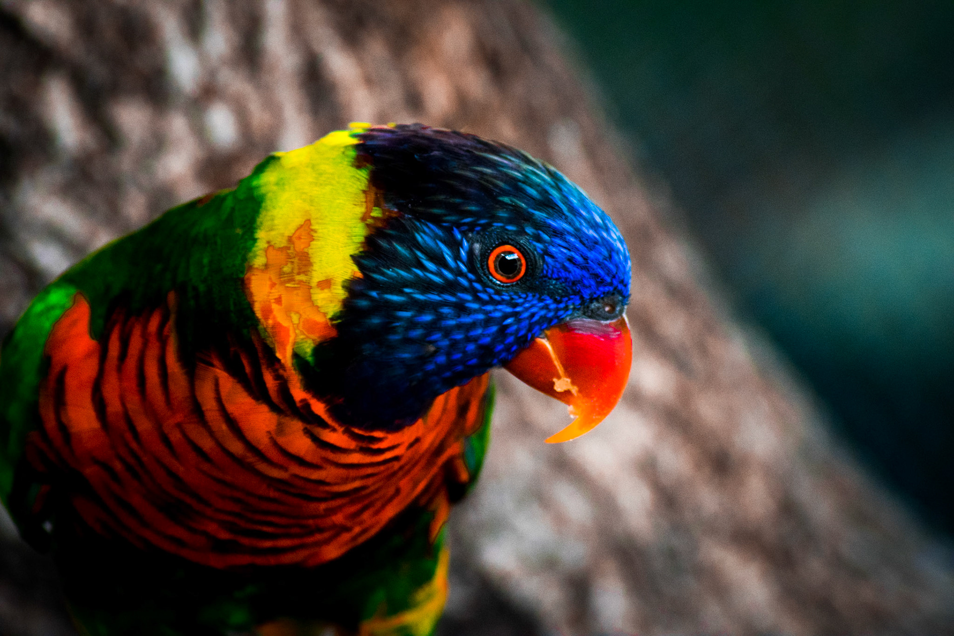 Colorful