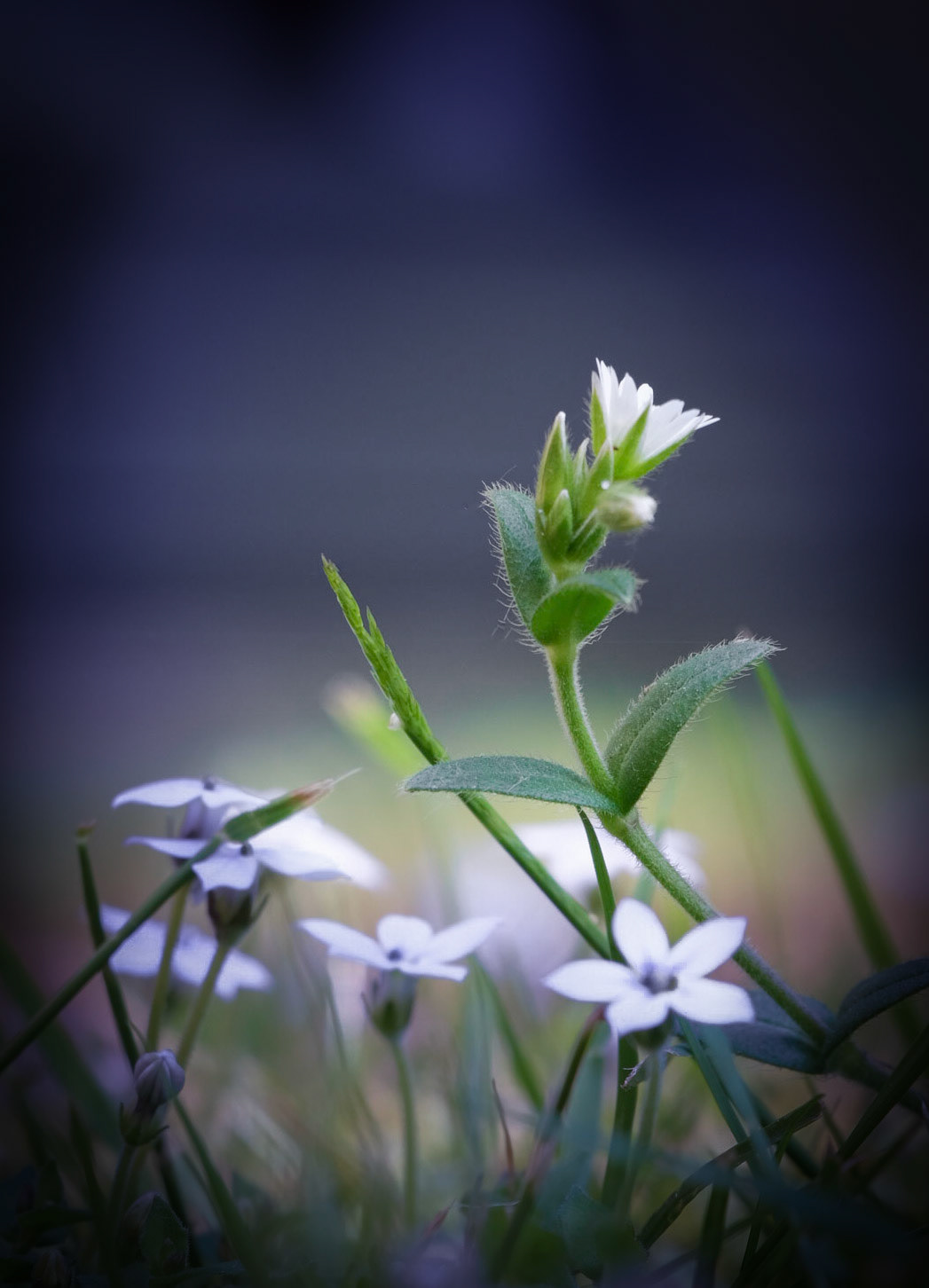 Blomstrende Pratia og en enkelt Hønsetarm i græsplænen før plæneklipperen kom forbi!