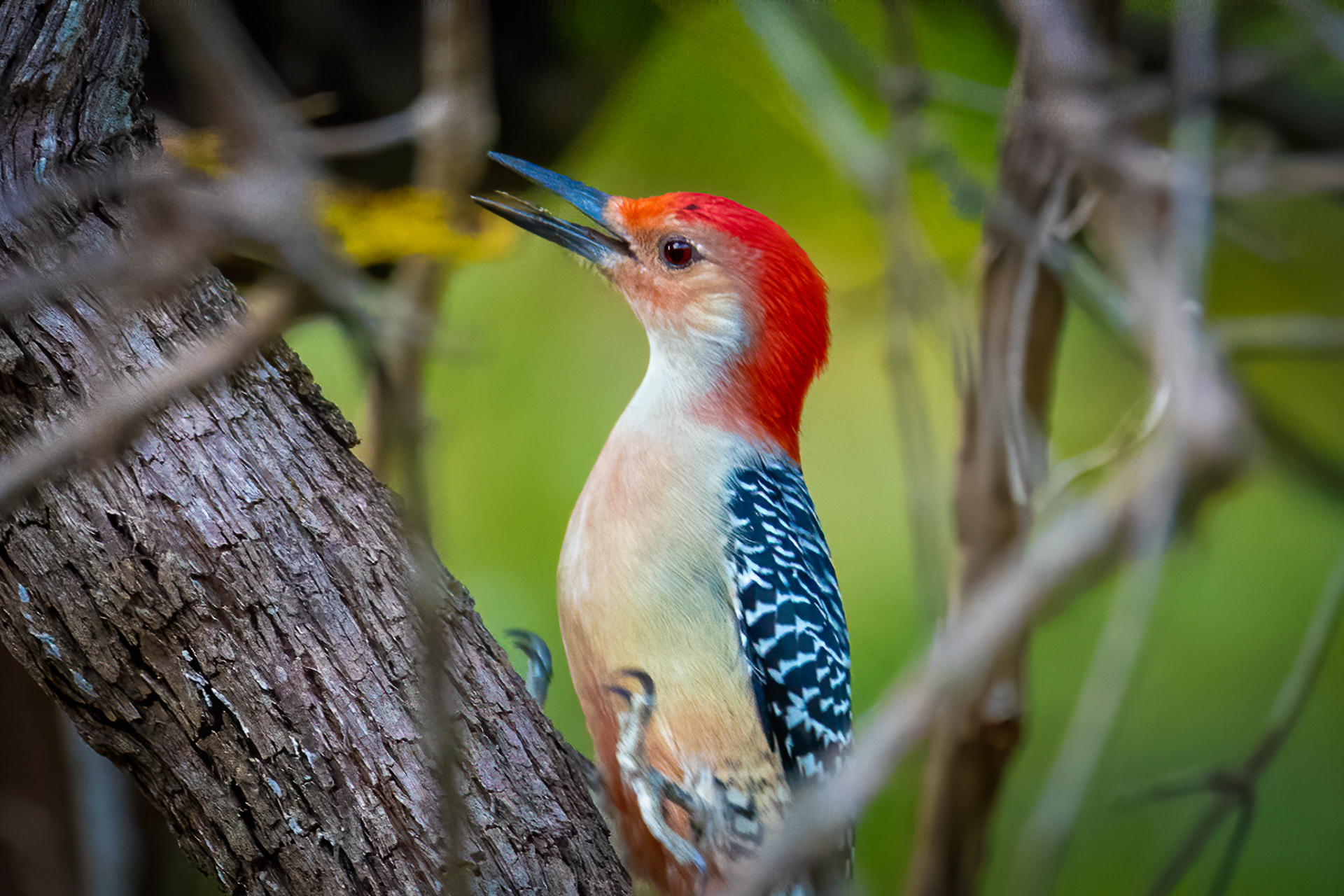 Yellow-bellied Woodpecker