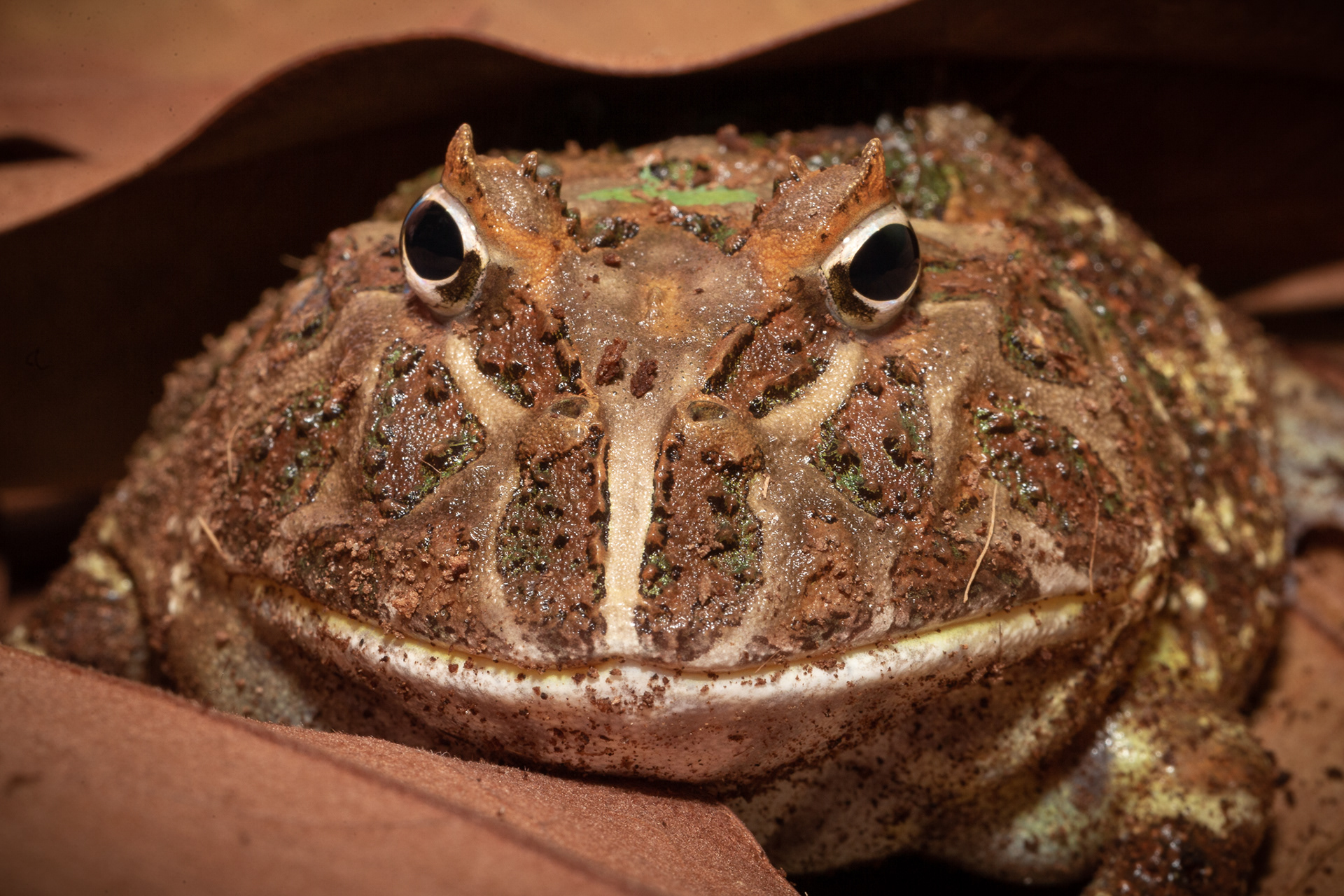 Pac-Man Frog