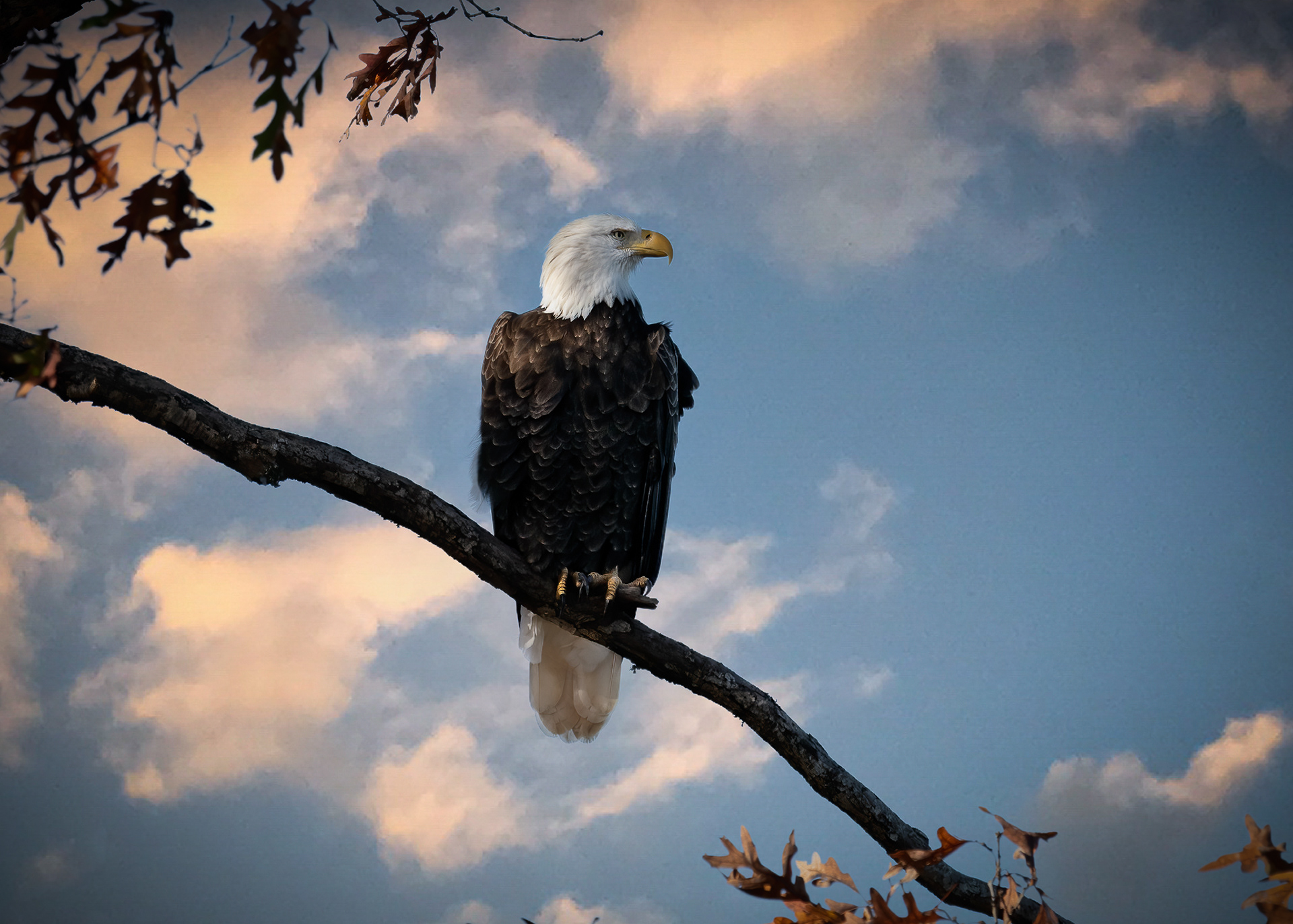 Bald Eagle, Jack, at Fort Donelson