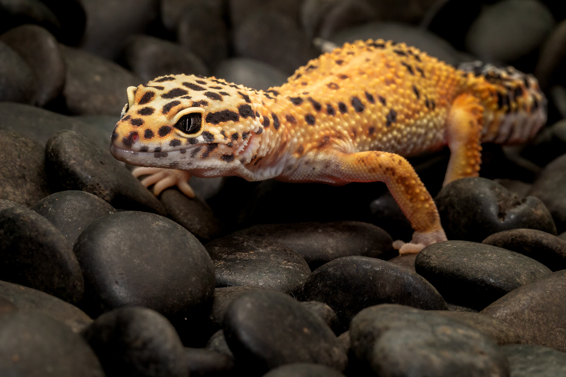 Leopard Geckos