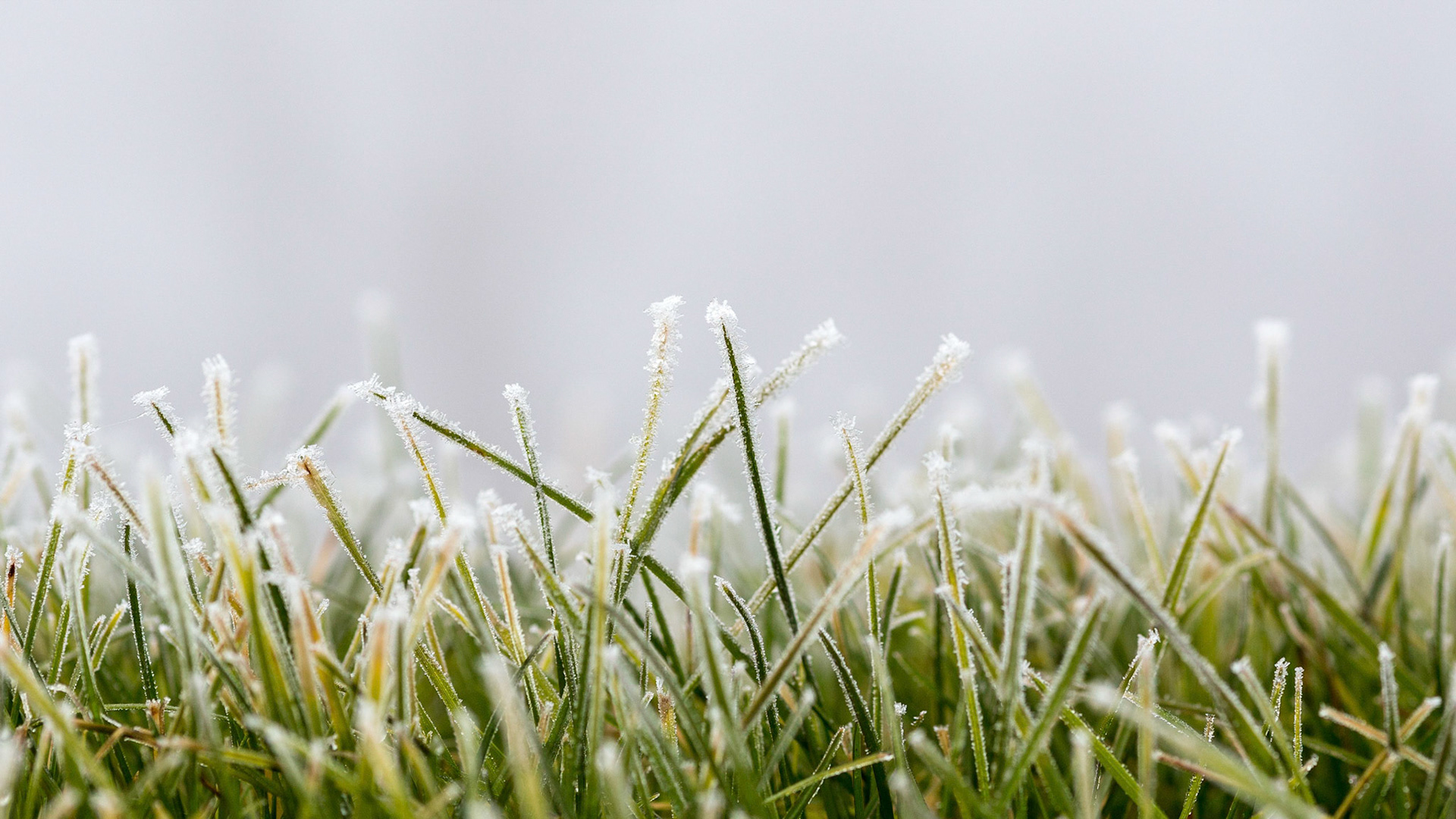 Rasen im Frost