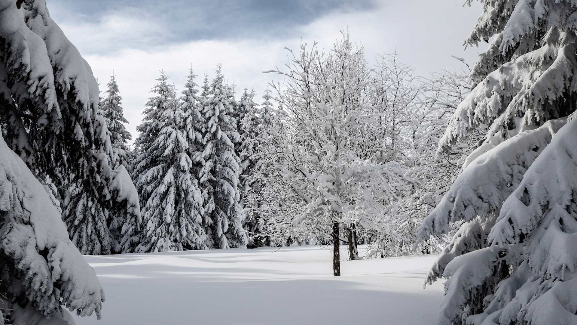 Winterlandschaft auf der Soboth / Steiermark