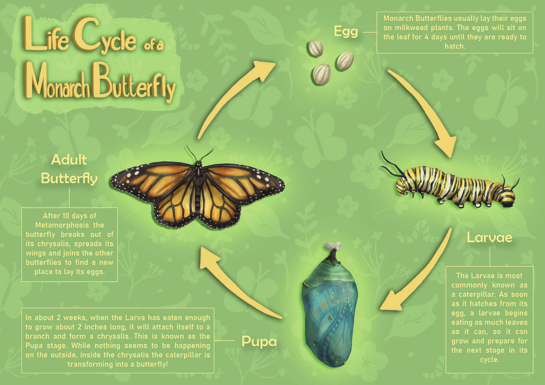 Stages Of Butterflies Life Cycle