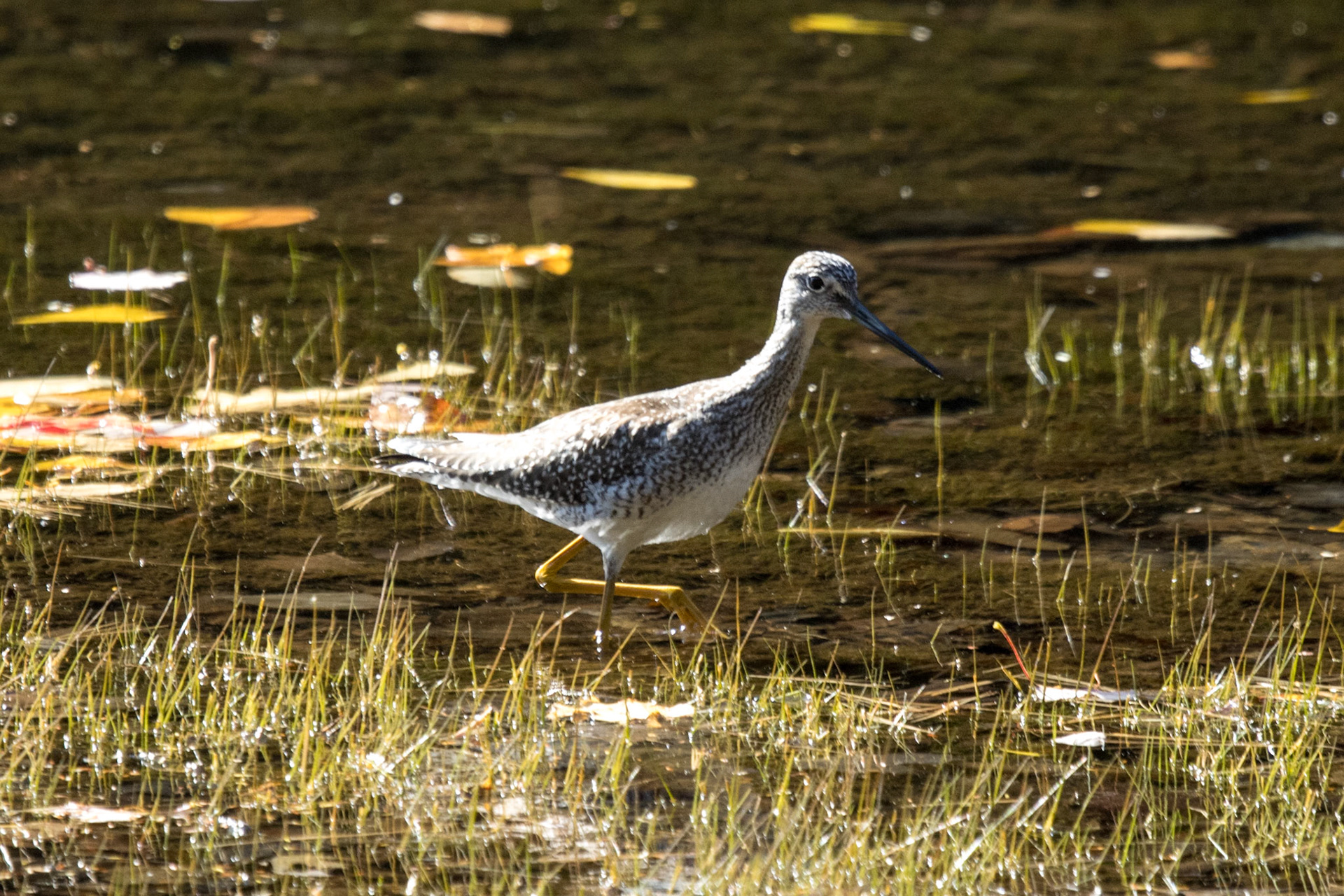 Greater Yellowlegs