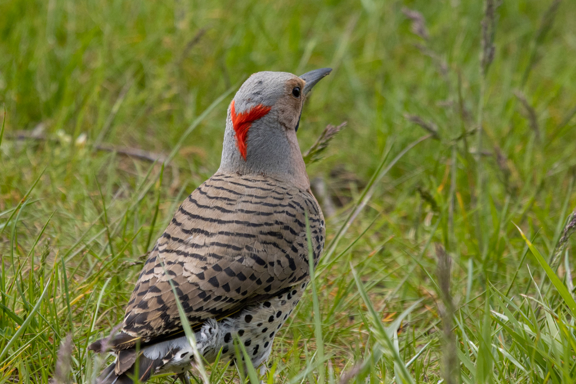 Northern Flicker