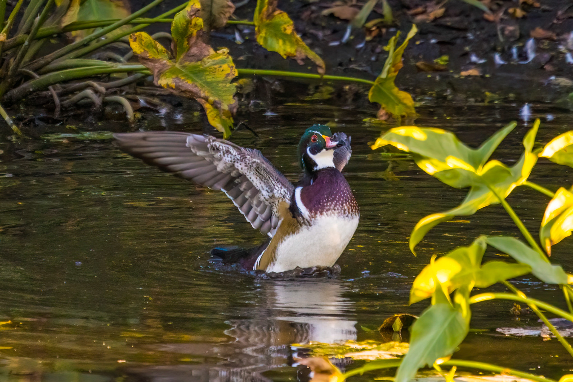 Wood Duck