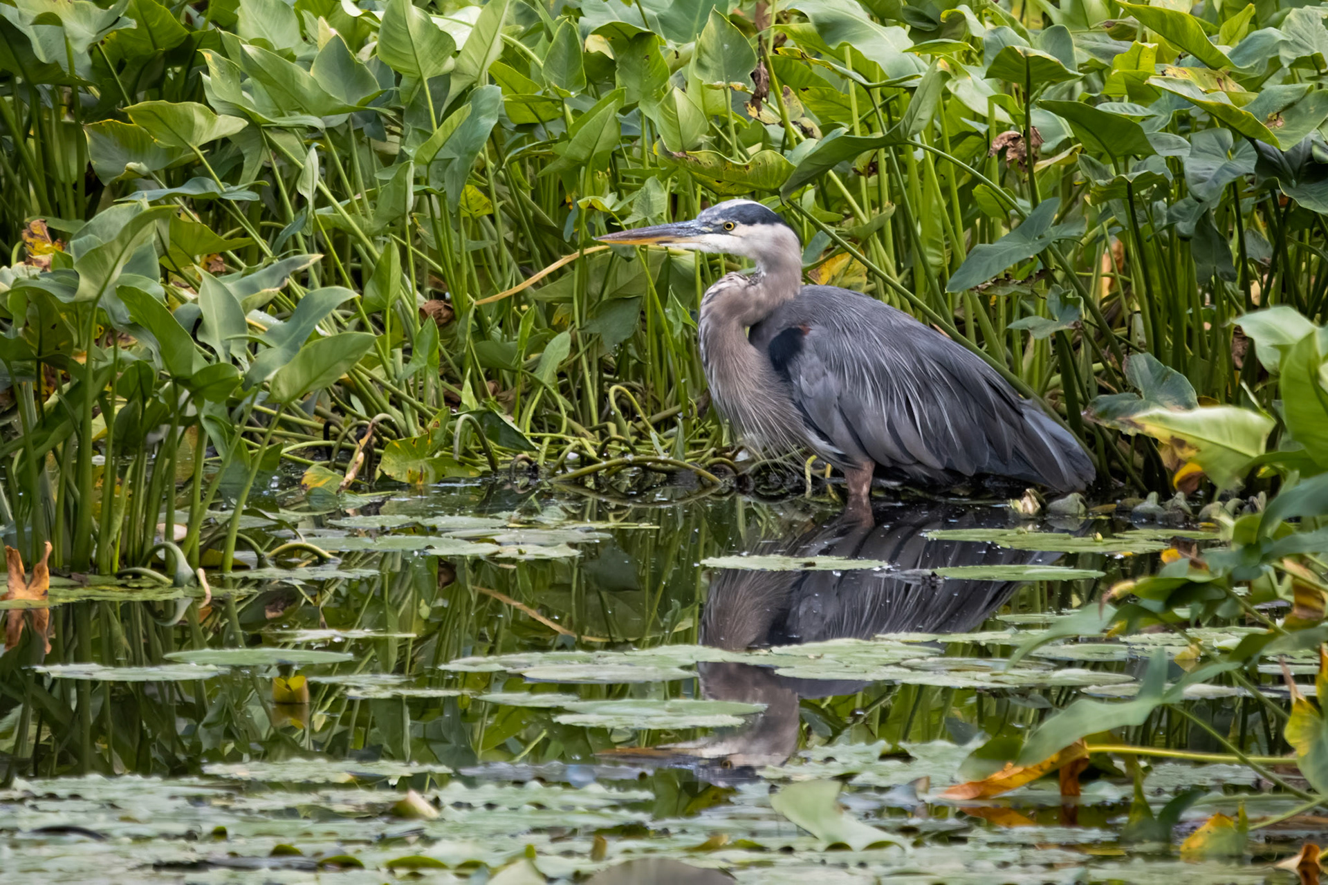 Great Blue Heron