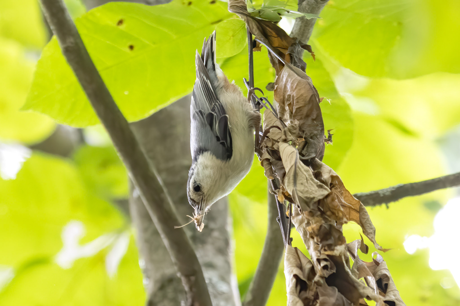 White-breasted Nuthatch