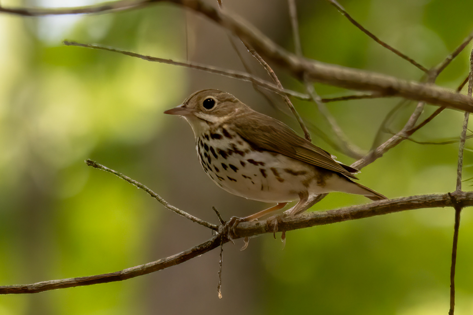 Ovenbird