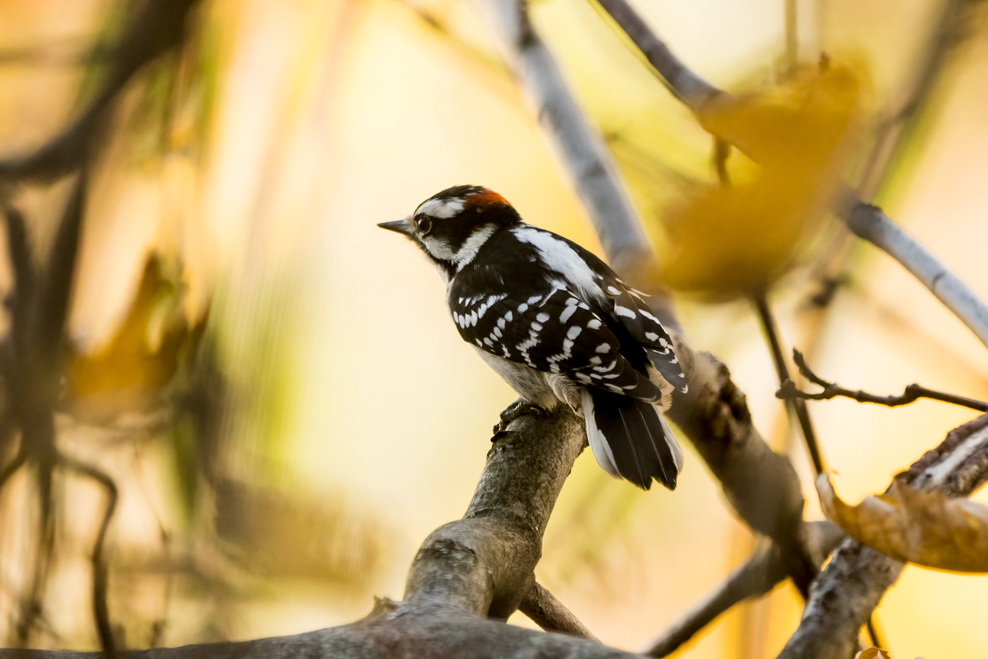 Downy Woodpecker