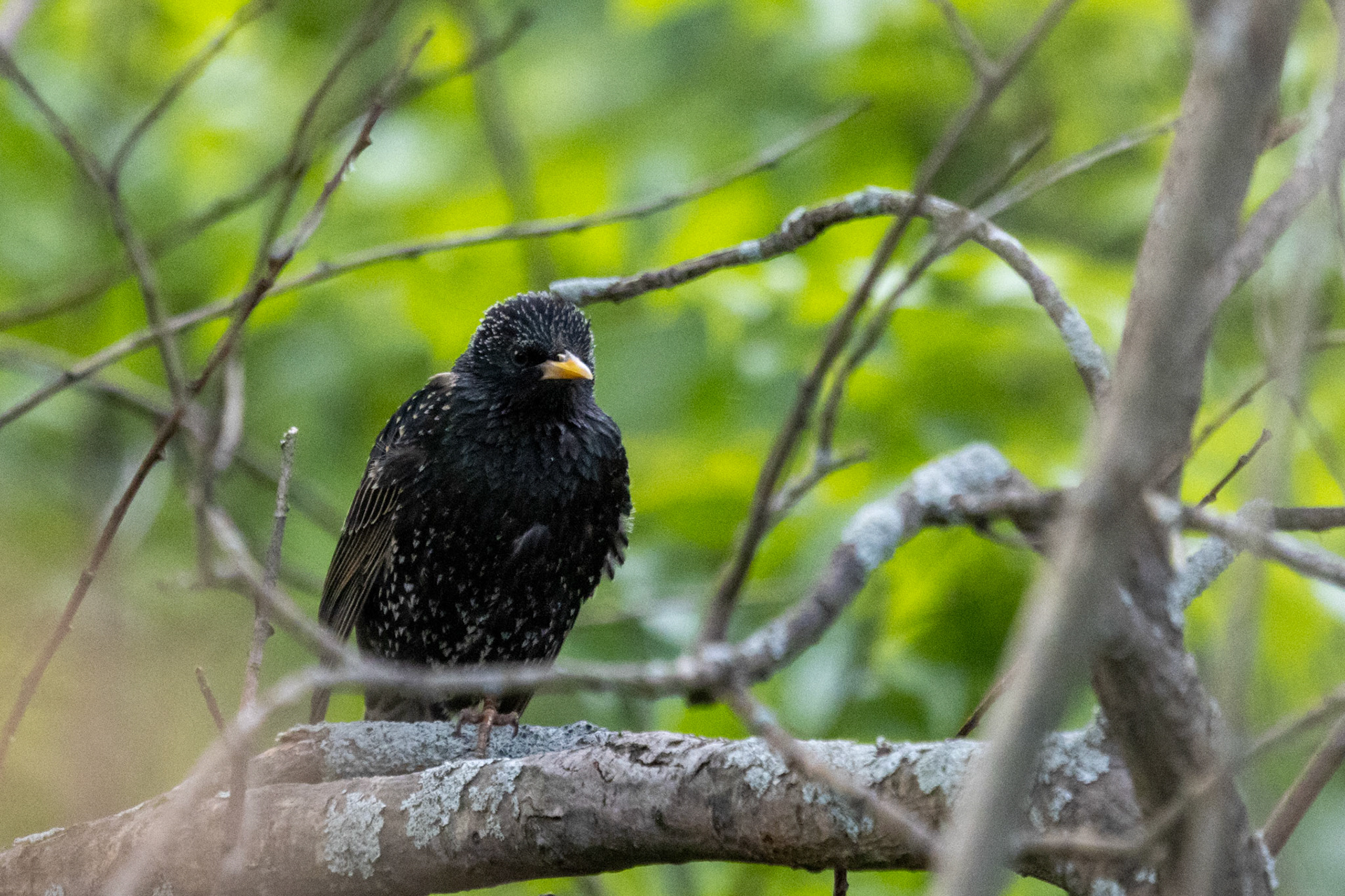 European Starling