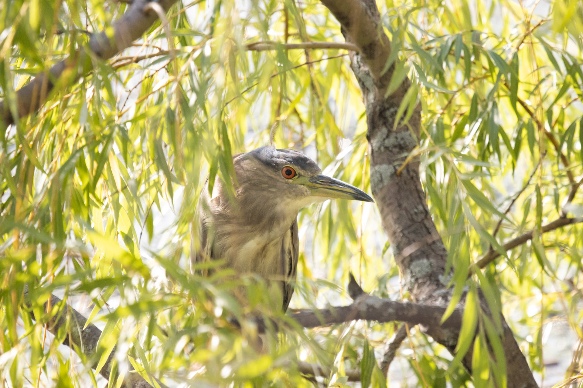Black-crowned Night Heron