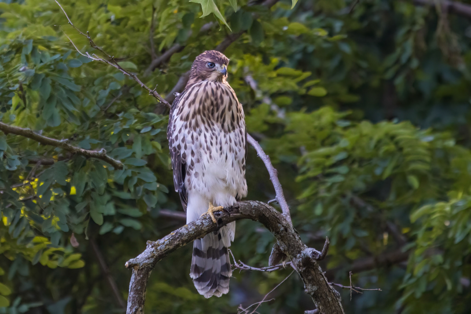 Cooper's Hawk