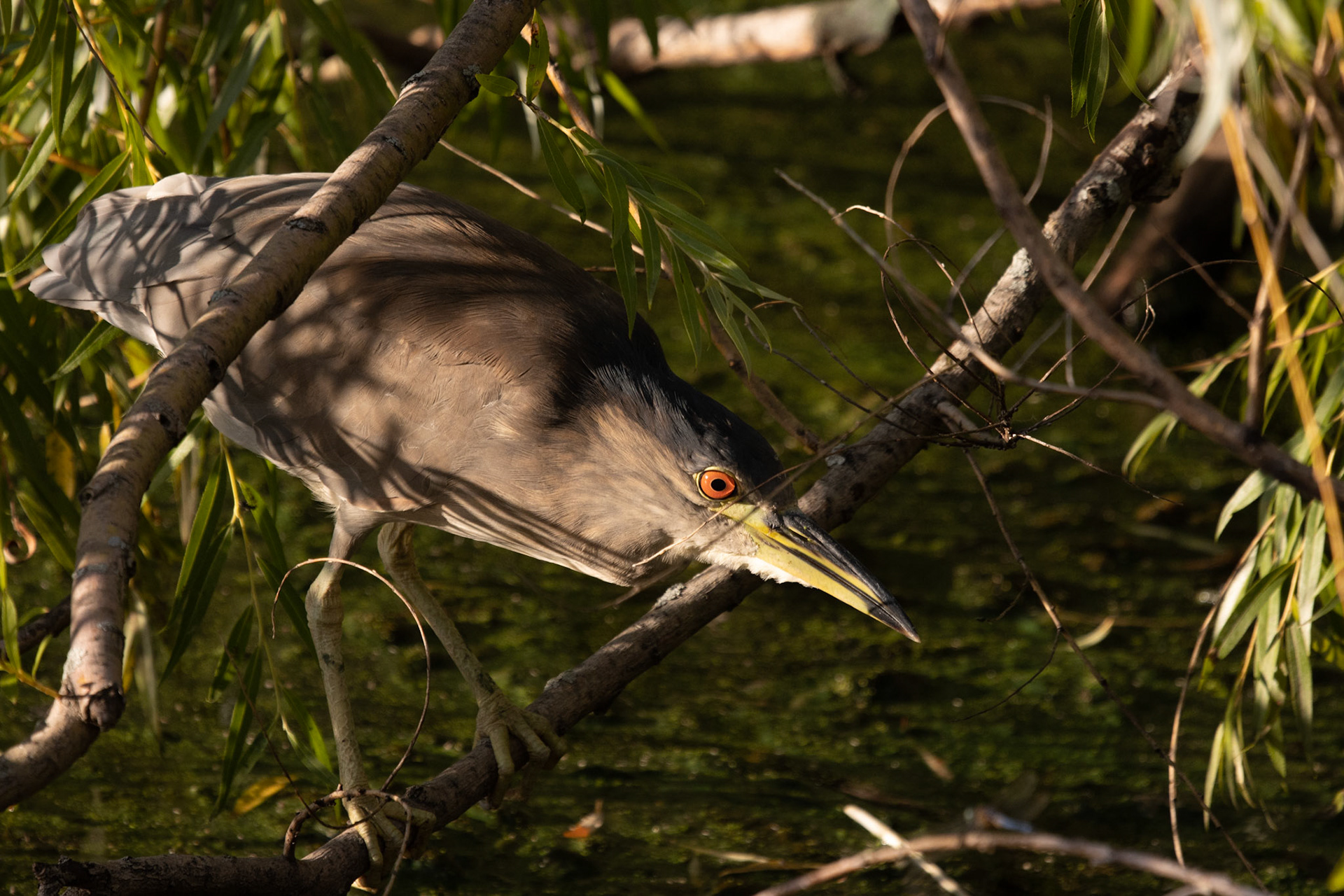 Black-crowned Night Heron