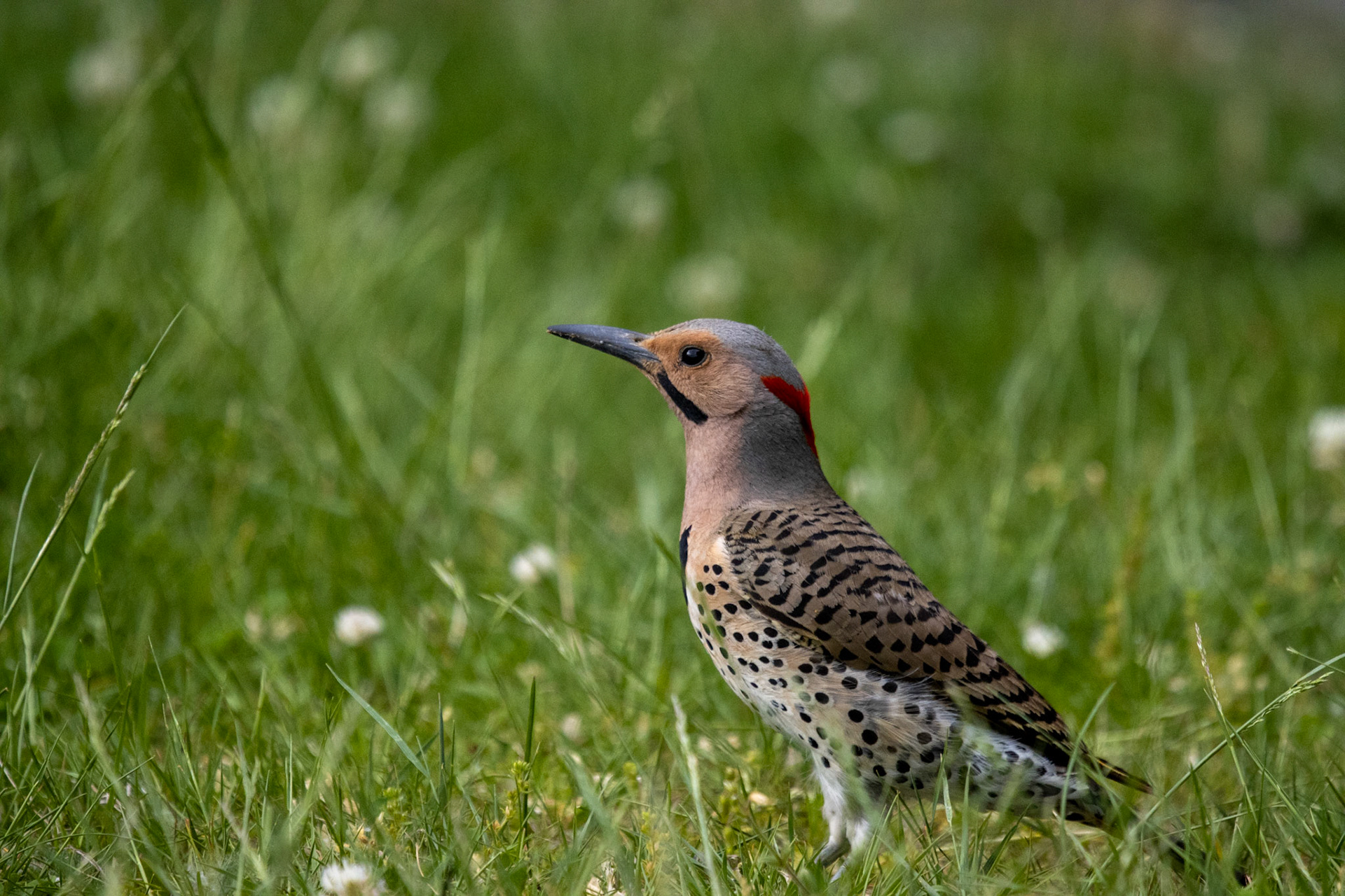 Northern Flicker