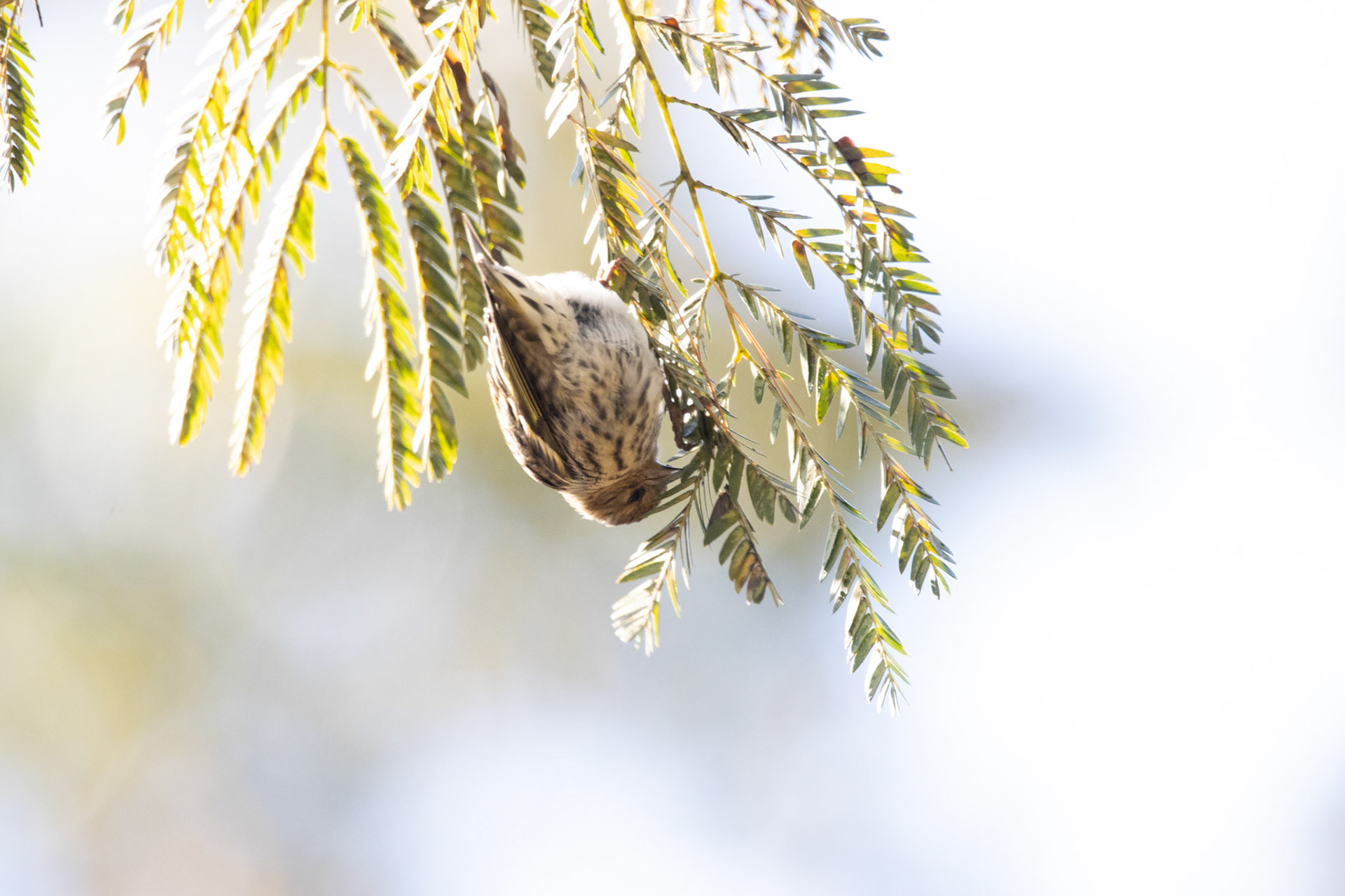 Pine Siskin