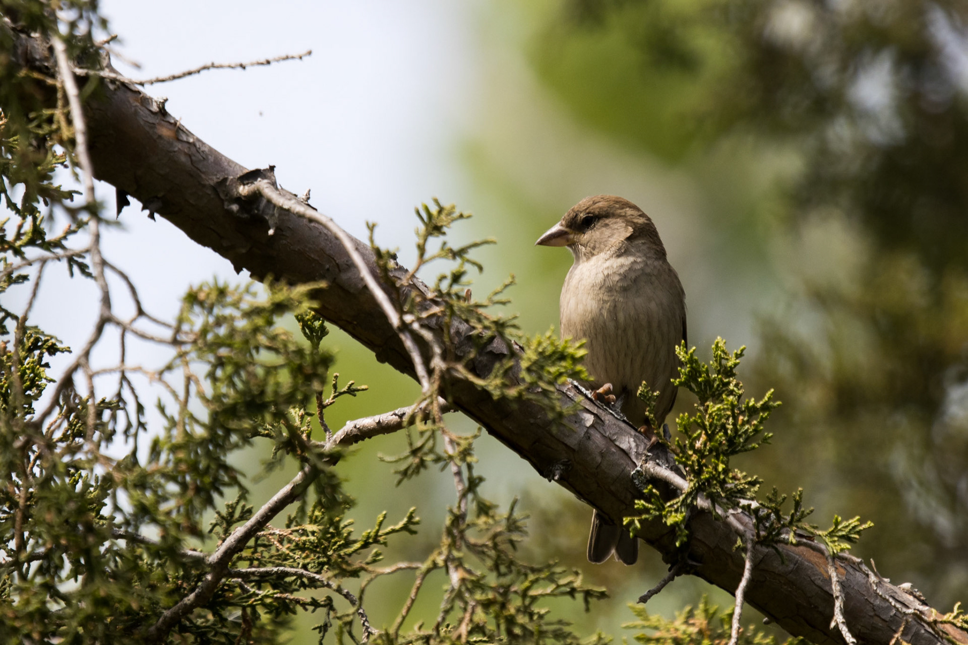 House Sparrow