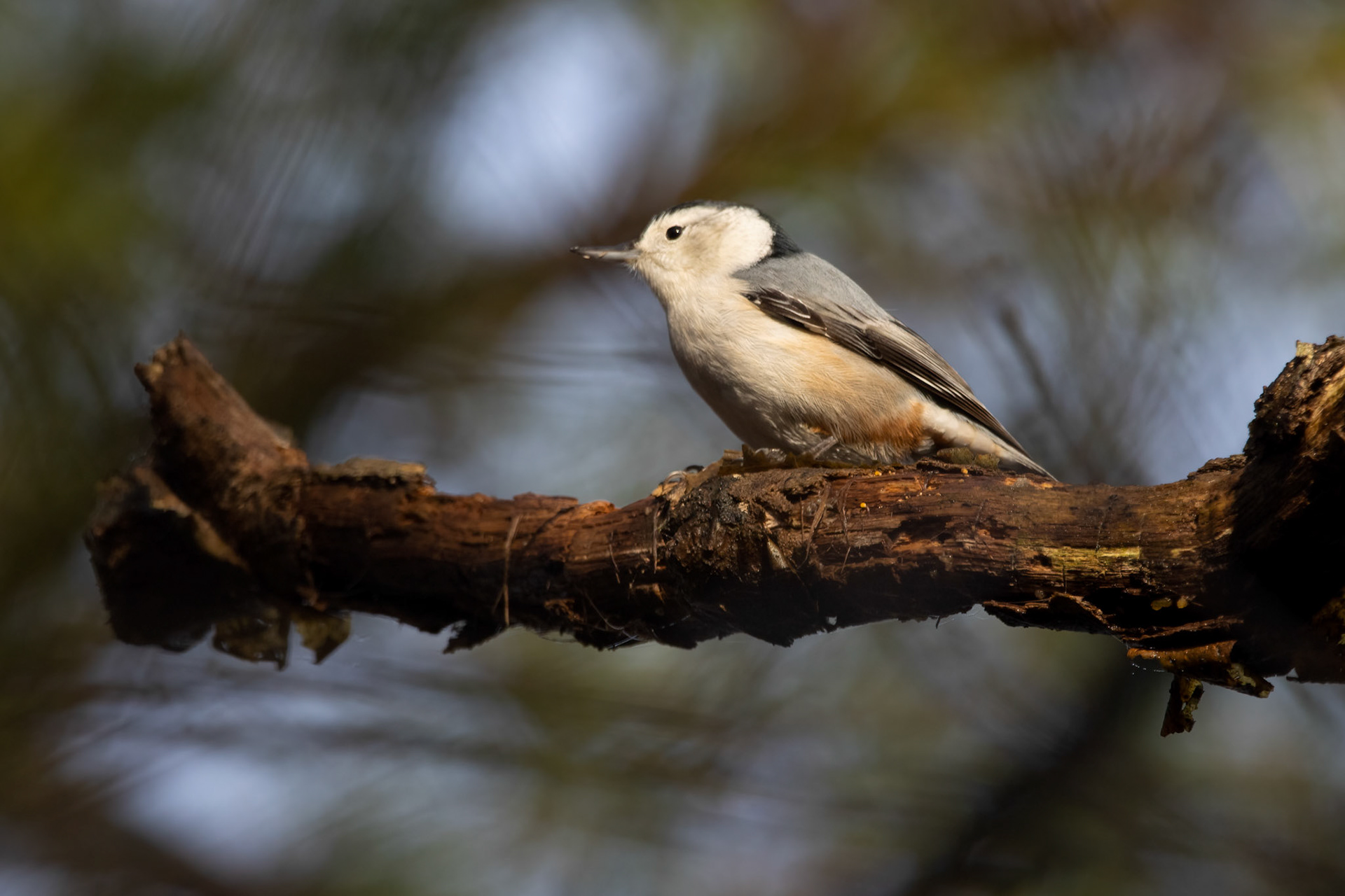 White-breasted Nuthatch