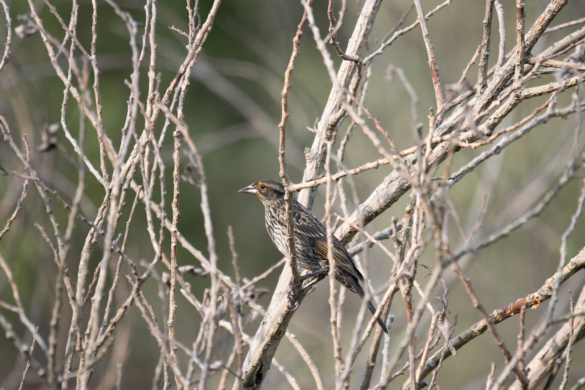 Red-winged Blackbird