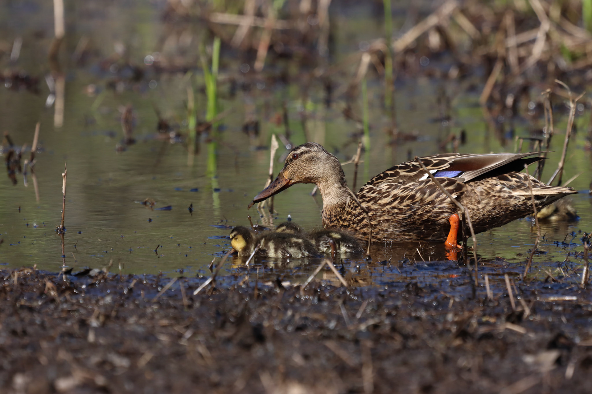 Mallard and Ducklings