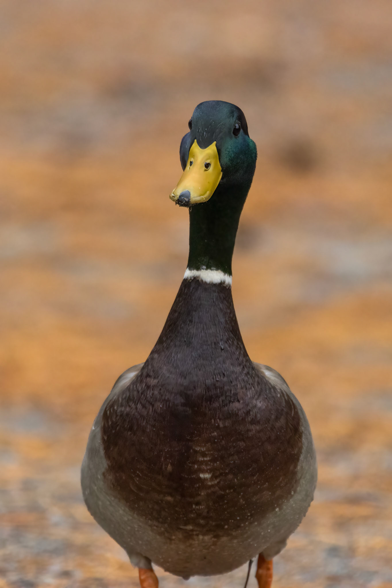 Mallard