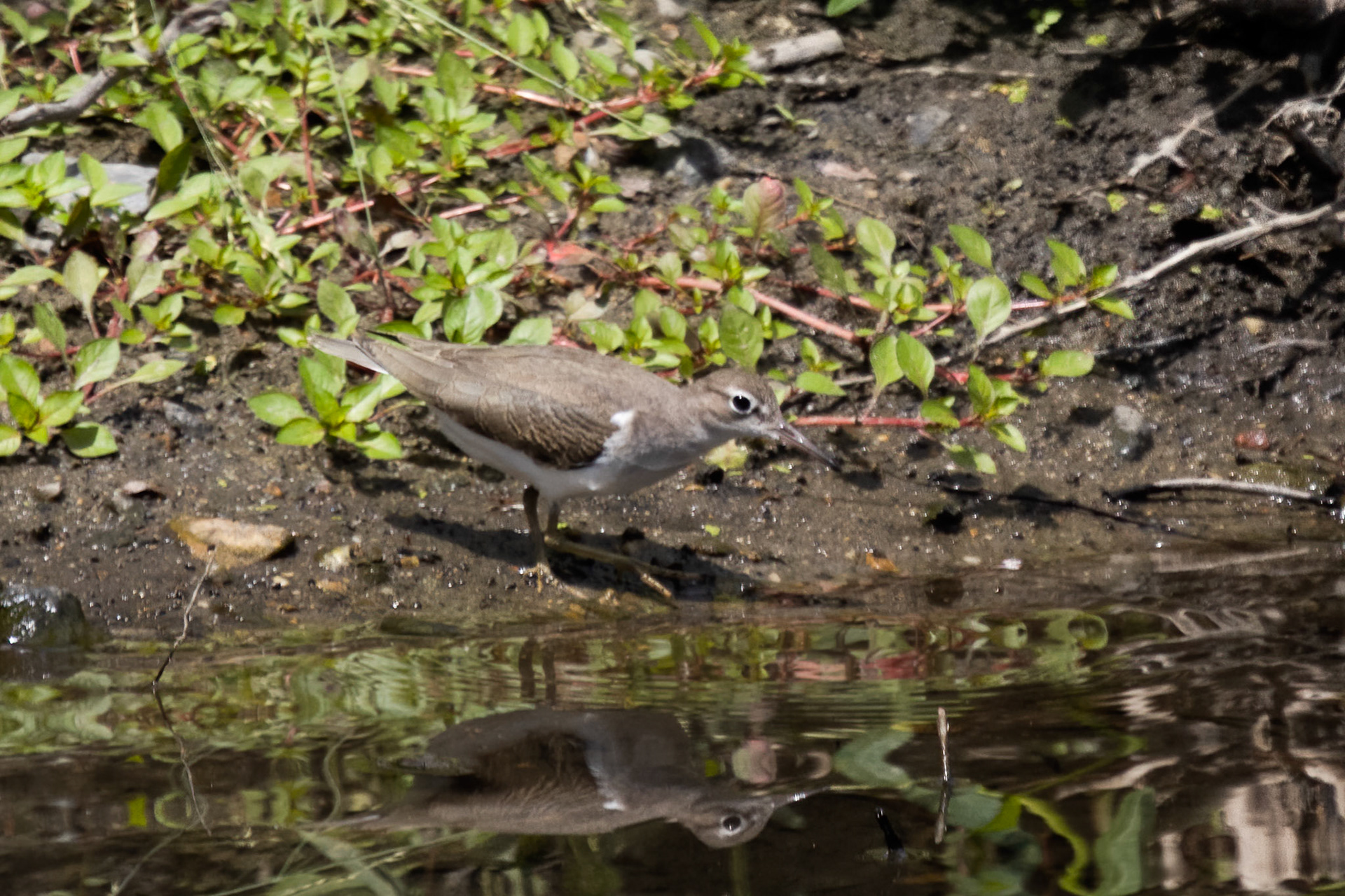 Spotted Sandpiper