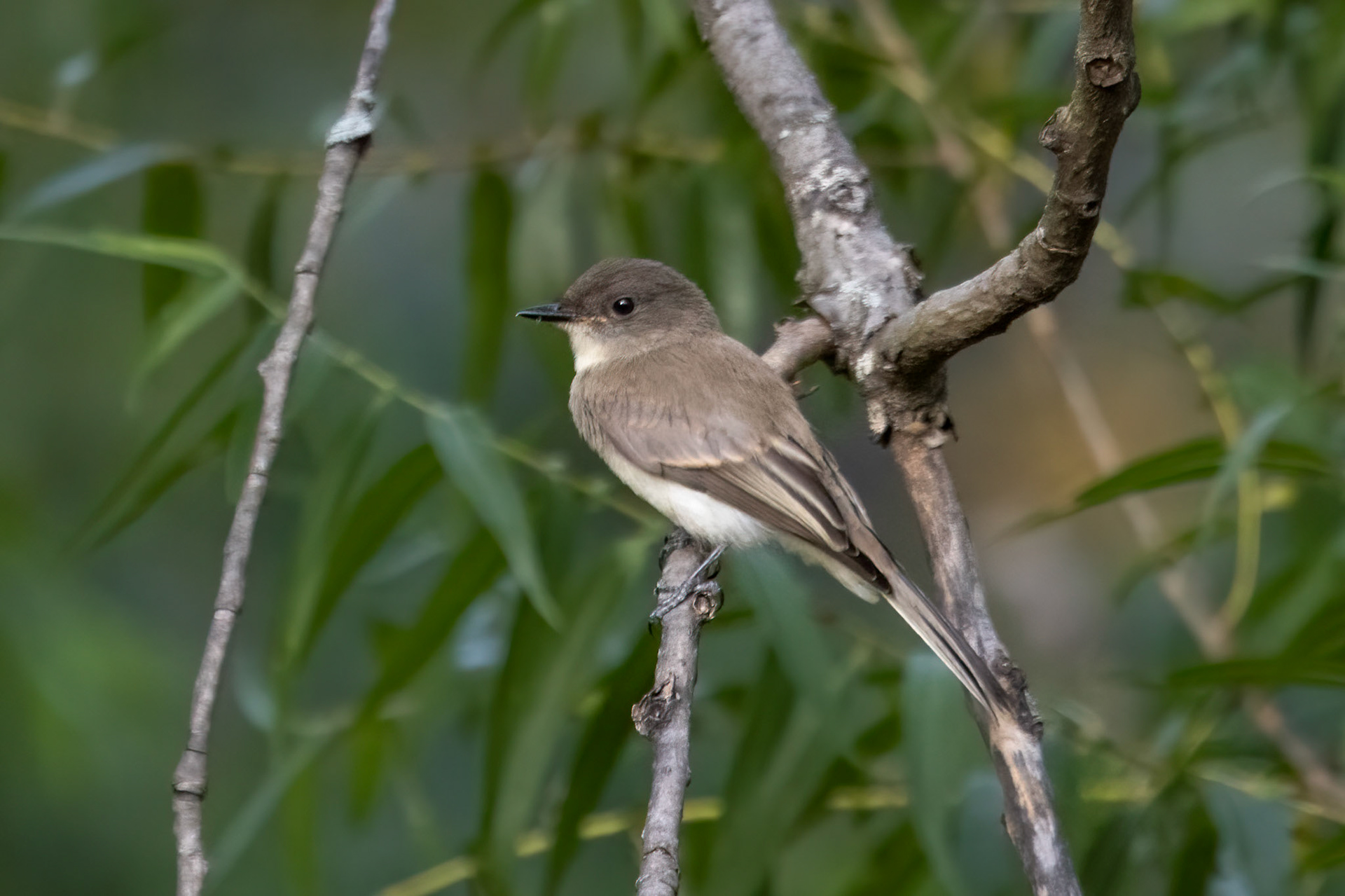 Eastern Phoebe