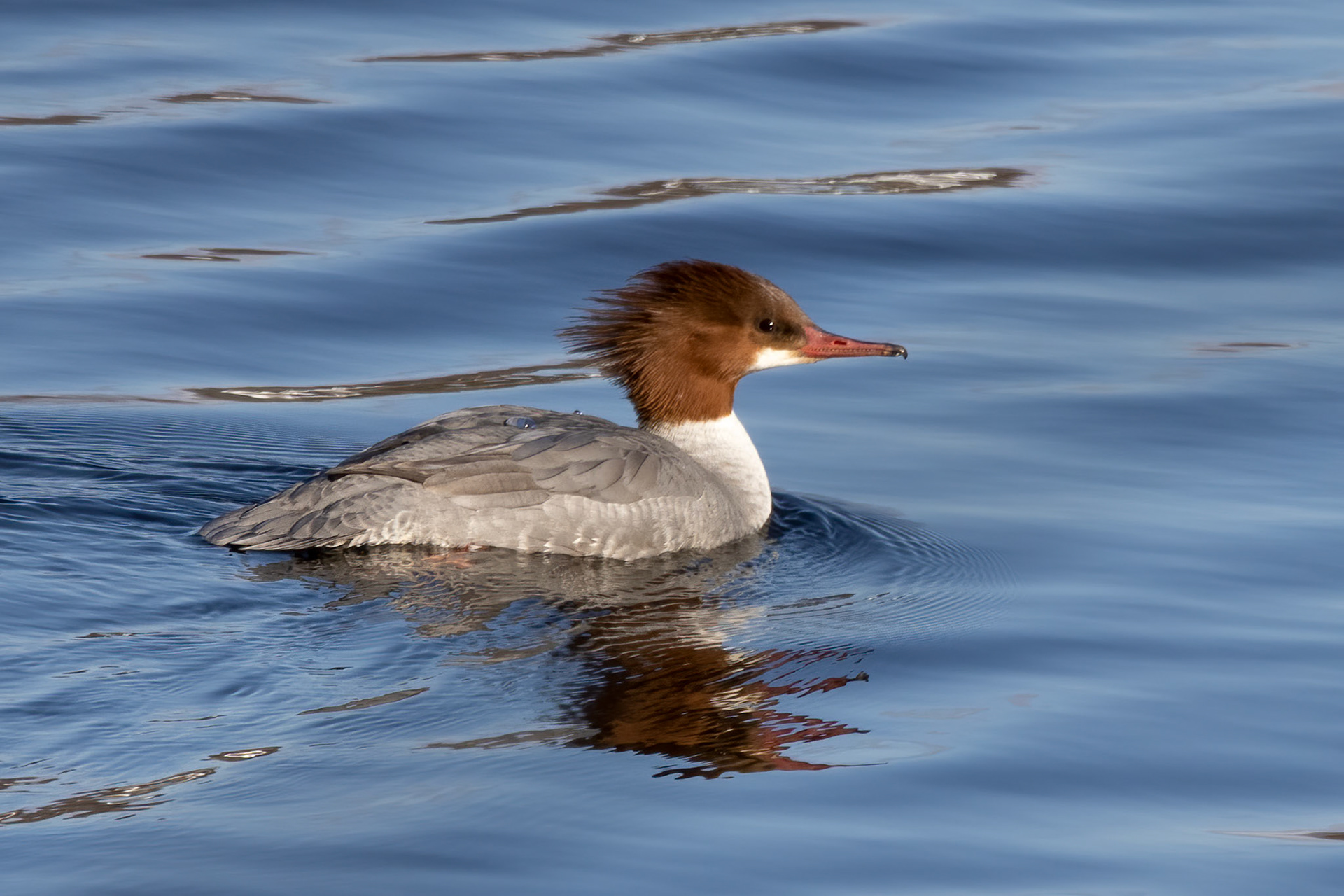 Common Merganser
