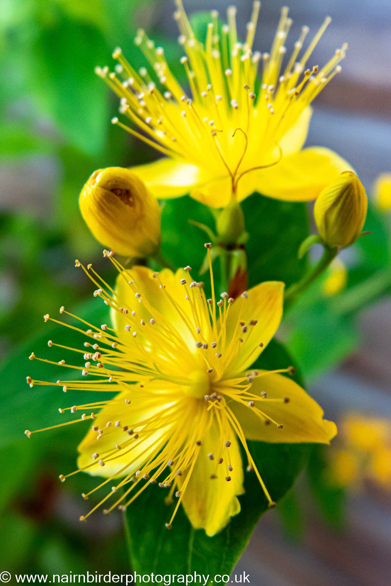 Flower in Nairn Garden